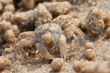 Sahilde hayalet Hoşça kal.