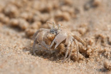 Sahilde hayalet Hoşça kal.