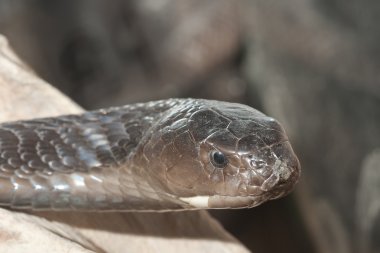 Isan kara boyunlu kobra - zehirli yılan