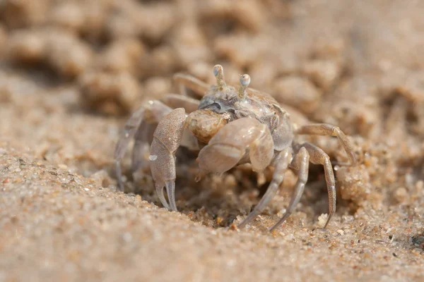 Cangrejo fantasma está en la playa —  Fotos de Stock