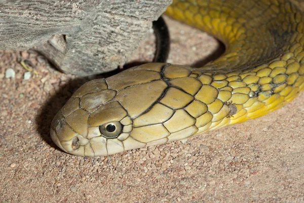 Víbora Russel - serpente venenosa — Fotografia de Stock