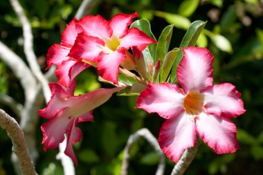 Gül çiçek pembe adenium - çöl.