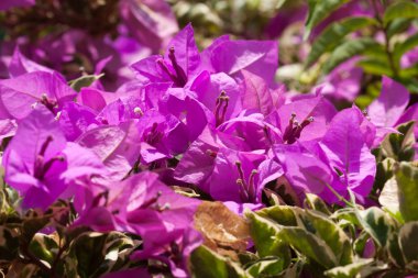 pembe Begonviller çiçekler, güneşli bir gün