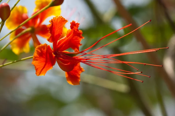 Cesalpinia Pulcherrima — Fotografia de Stock