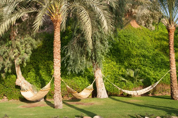 Redes de balanço e palmeiras . Imagem De Stock