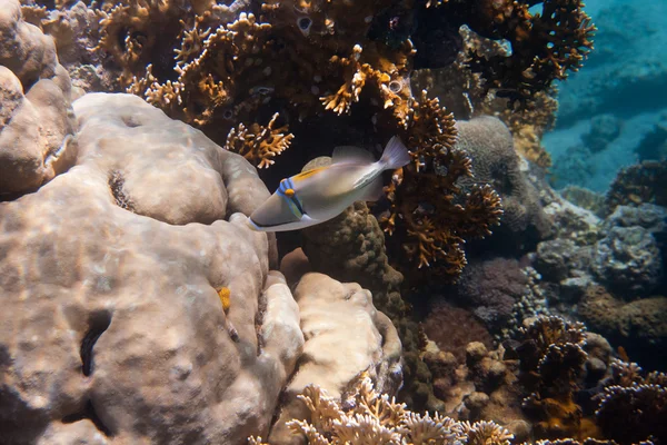 Rhinecanthus Пікассо або чорний бар Triggerfish Ліцензійні Стокові Фото