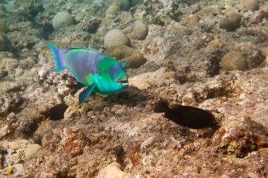 gölgeli parrotfish sualtı