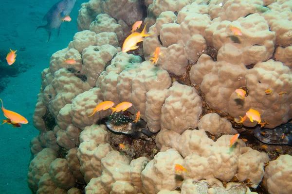 Korálový útes je pod vodou v Rudém moři — Stock fotografie