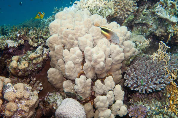 Coral reef is underwater in Red sea — Stock Photo, Image