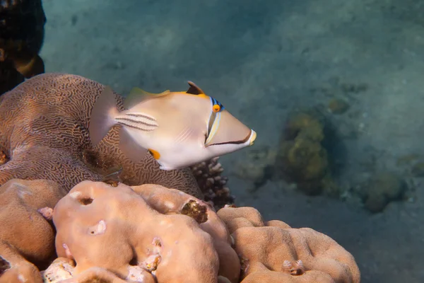 Rhinecanthus Picasso или Black Bar Triggerfish — стоковое фото