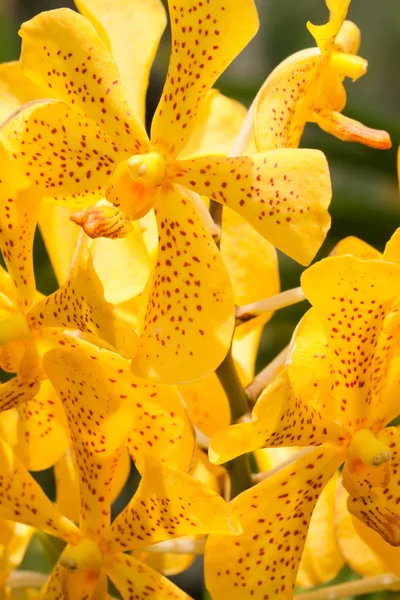 Wunderschöne Orchideenblüten, am sonnigen Tag — Stockfoto