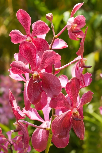Fleurs orchidées rouges beautyful — Photo