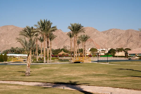 Man-made oasis at the hotel. Taba, Egypt. — Stock Photo, Image