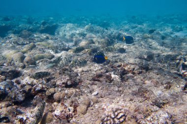 siganidae ve sarıkuyruk tang vardır deniz yatağı üzerinde