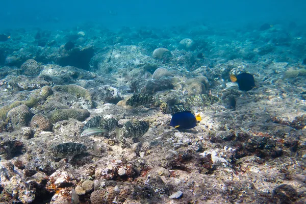 Ocho Siganidae y Yellowtail Tang están en el fondo del mar —  Fotos de Stock