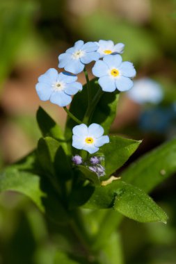 bahar çiçekleri unutma-beni (myosotis)