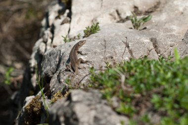 kertenkele Kaya'da olduğunu