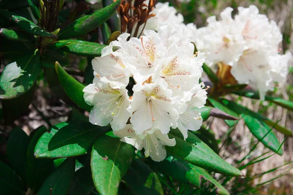 Blühender Rhododendron-Kaukasier — Stockfoto