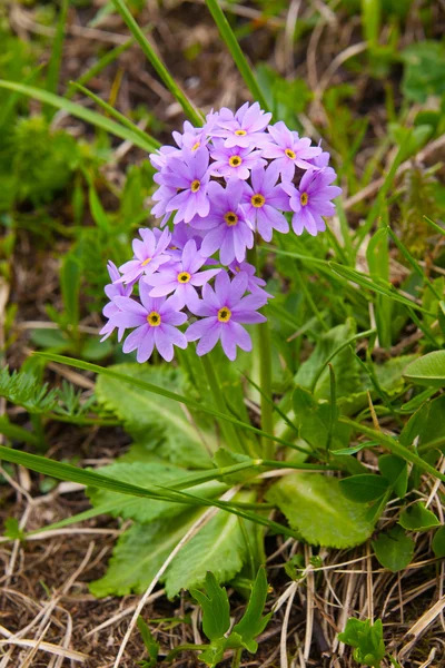 Primula kallt (primula algida) — Stockfoto