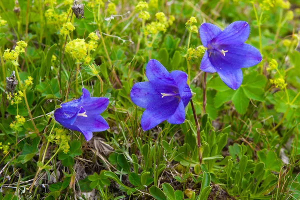 Flowers campanula alpina — Stock Photo, Image