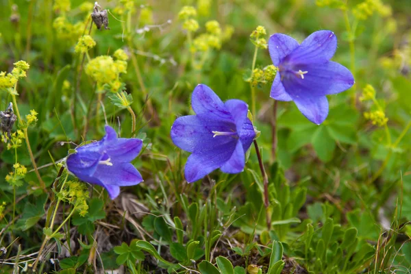 Flowers campanula alpina, shallow depth of field — Stock Photo, Image