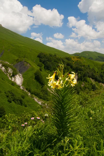 Lily Kesselring (Lilium kesselringianum) est dans les montagnes, Non — Photo