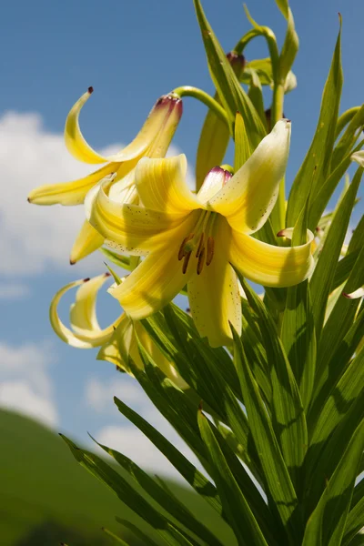 Lilia (lilium kesselringianum) kesselring jest w górach, nie — Zdjęcie stockowe