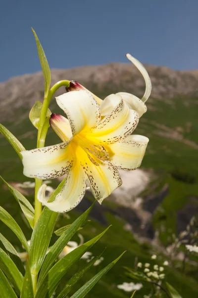 Lilia (lilium kesselringianum) kesselring jest w górach, nie — Zdjęcie stockowe