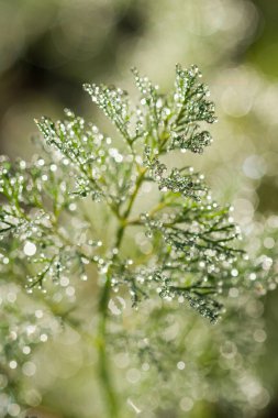 Çiy dereotunun dalında yatıyor, yakın plan, DOF