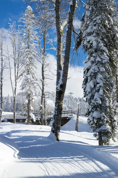 Sotsji Krasnaja Polyana Rusland Januari 2022 Weg Zijn Winter Bergbos — Stockfoto