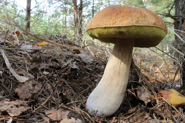 Mushroom in a forest — Stock Photo, Image