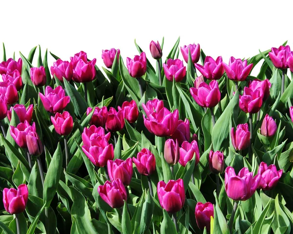 Kvetoucí tulipány — Stock fotografie