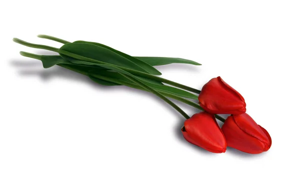 Tulipani rossi — Foto Stock