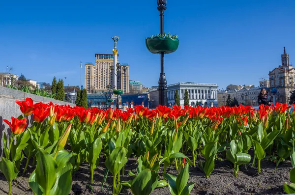Independence Square Kyiv Ukraine April 2022 Red Tulips Bloom Central — стоковое фото
