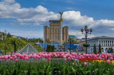 Kyiv, Ukraine: 1 May 2022:Tulips bloom in the central square of Kyiv (Independence Square) during the Russian invasion in the spring of 2022