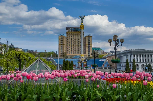 Kiew Ukraine Mai 2022 Tulpen Blühen Auf Dem Zentralen Platz Stockbild