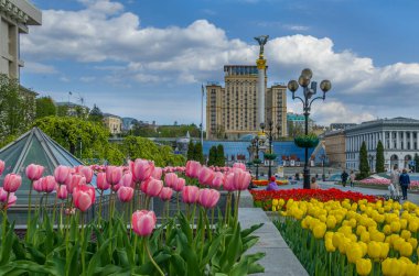 Kyiv, Ukraine: 1 May 2022:Tulips bloom in the central square of Kyiv (Independence Square) during the Russian invasion in the spring of 2022