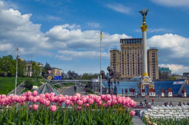 Kyiv, Ukraine: 1 May 2022:Tulips bloom in the central square of Kyiv (Independence Square) during the Russian invasion in the spring of 2022