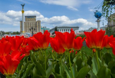 Kyiv, Ukrayna: 1 Mayıs 2022: Rusya 'nın 2022 baharındaki işgali sırasında Kyiv' in merkez meydanında laleler çiçek açtı