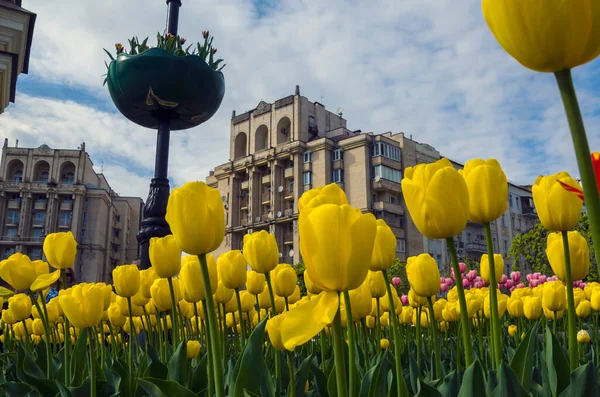 Kyiv Ukraine May 2022 Tulips Bloom Central Square Kyiv Independence — Stock Photo, Image