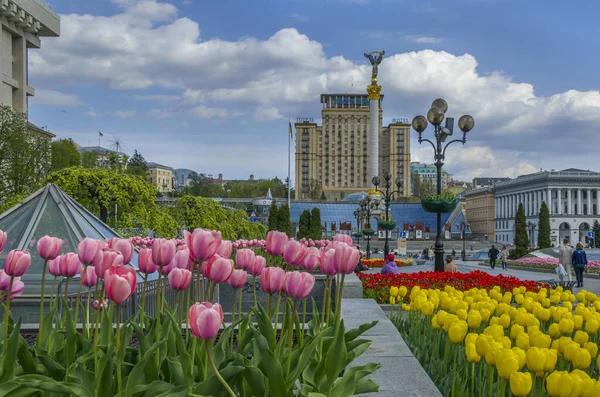Kyiv, Ukraine: 1 May 2022:Tulips bloom in the central square of Kyiv (Independence Square) during the Russian invasion in the spring of 2022