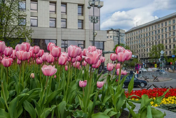 Kyiv Ukraine May 2022 Tulips Bloom Central Square Kyiv Independence — стоковое фото