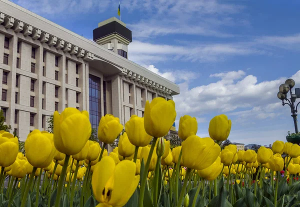 Κίεβο Ουκρανία Μαΐου 2022 Τουλίπες Ανθίζουν Στην Κεντρική Πλατεία Του Εικόνα Αρχείου