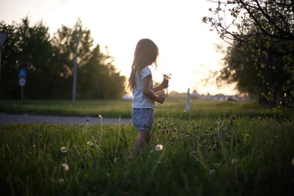 Vijf Jaar Meisje Verzamelt Paardebloemen Een Zonsondergang Achtergrond — Stockfoto