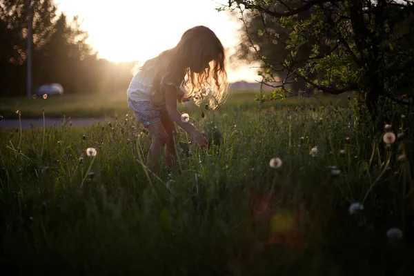 Vijf Jaar Meisje Verzamelt Paardebloemen Een Zonsondergang Achtergrond — Stockfoto