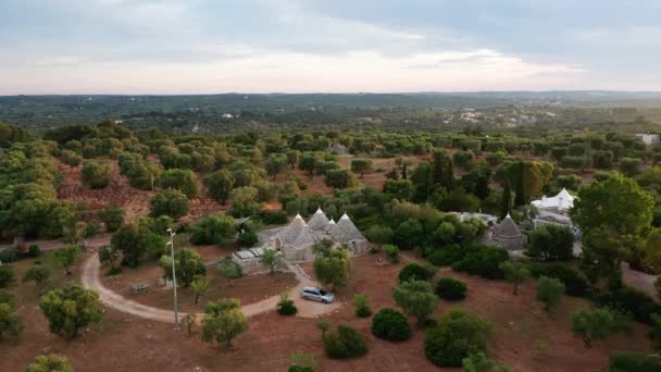 Aerial Drone Footage Gyönyörű Mezőgazdasági Ültetvények Mezőgazdasági Területek Olívafák — Stock videók