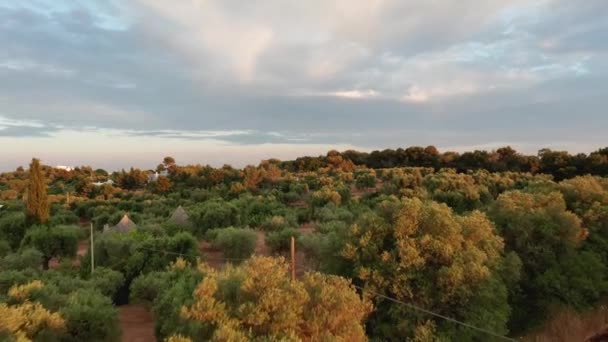 Nagranie Drona Lotniczego Piękne Plantacje Rolnicze Pola Uprawne Drzewa Oliwne — Wideo stockowe