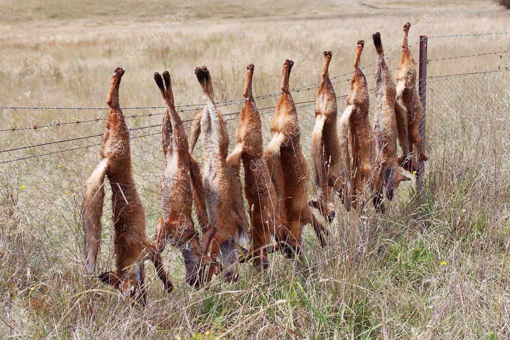 depositphotos_18542925-Dead-Foxes.jpg