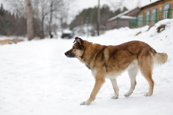 büyük köpek