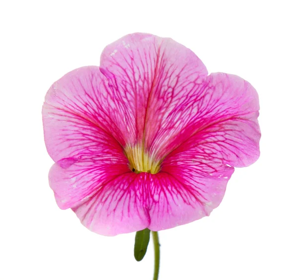 Red Pansy — Stock Photo, Image